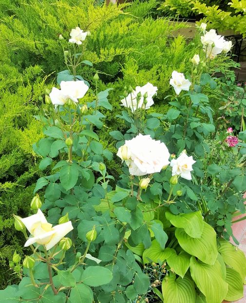 2017-05-31 11.38.04 (3) - P--GRADINA MEA