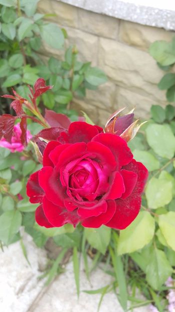 2017-05-31 11.38.47 (2) - P--GRADINA MEA