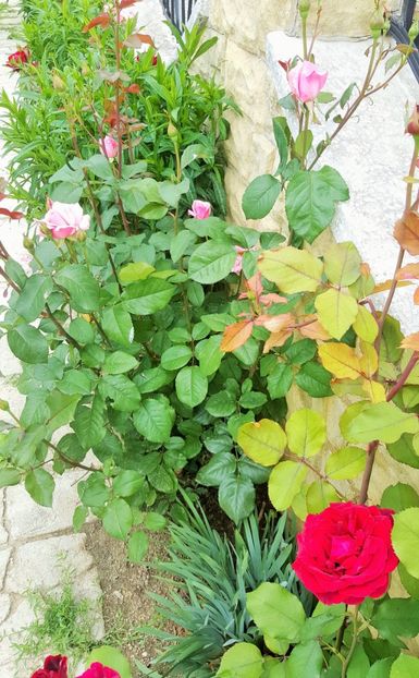 2017-05-31 11.39.22 (3) - P--GRADINA MEA