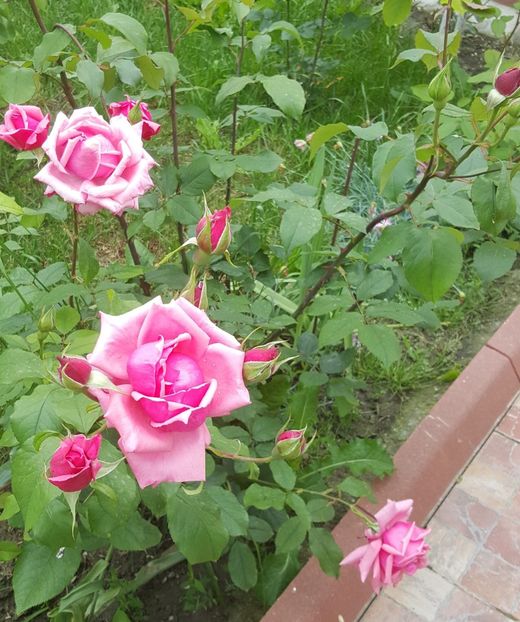 2017-05-31 11.40.27 (3) - P--GRADINA MEA