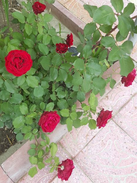 2017-05-31 11.41.29 (3) - P--GRADINA MEA