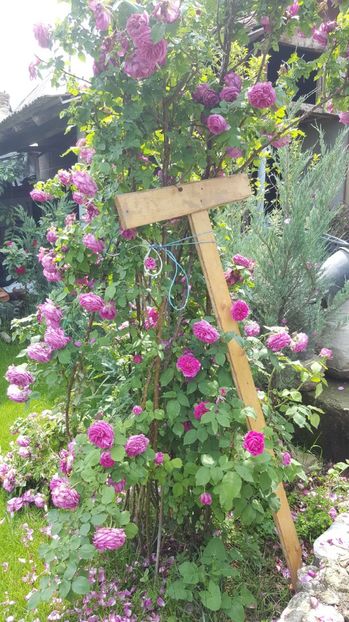 2017-05-31 12.21.26 - P--GRADINA MEA