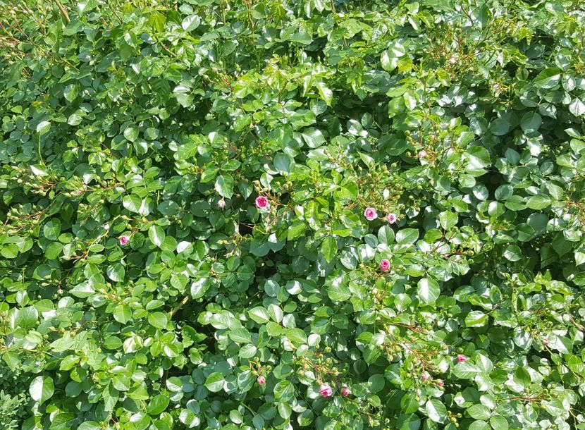 2017-05-31 12.32.48 (2) - P--GRADINA MEA