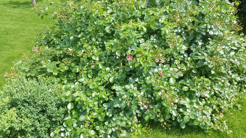2017-05-31 12.32.52 - P--GRADINA MEA