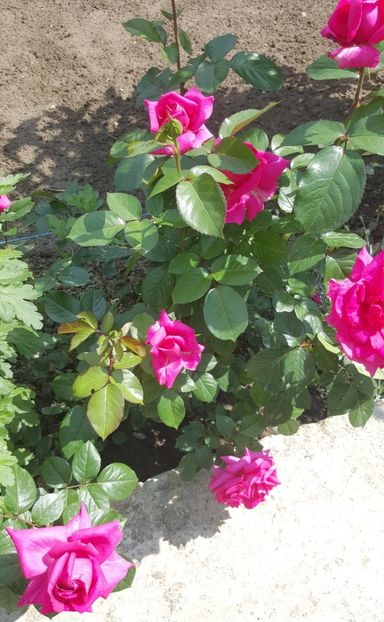 2017-05-31 15.10.25 (2) - P--GRADINA MEA