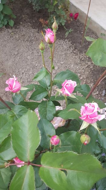 2017-05-31 17.34.05 - P--GRADINA MEA