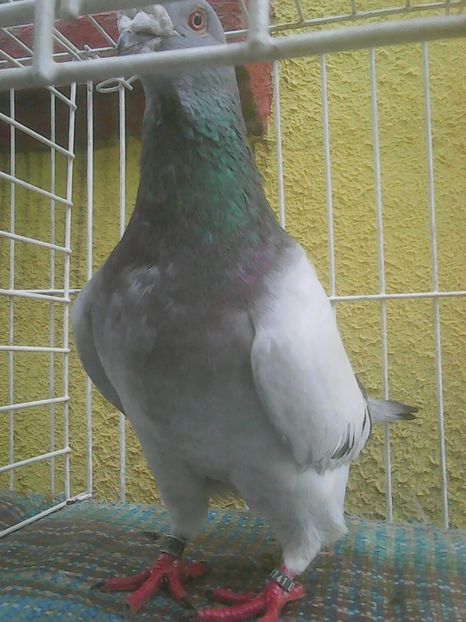 Photo0769 - Standard albastru