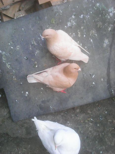 Photo0770 - Standard diverse culori