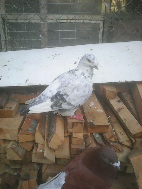 Photo0771 - Voiajori standard cuci