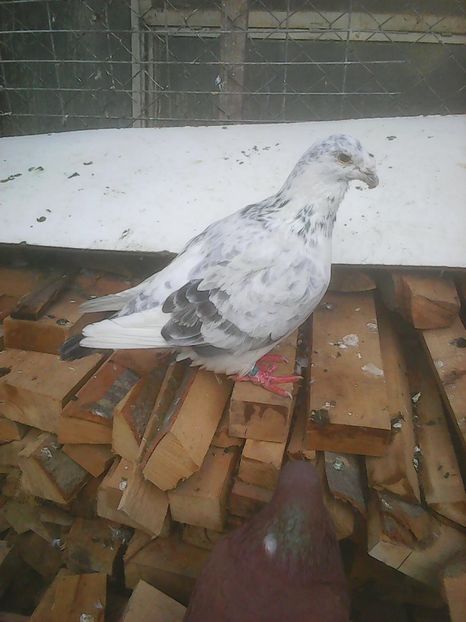 Photo0772 - Voiajori standard cuci