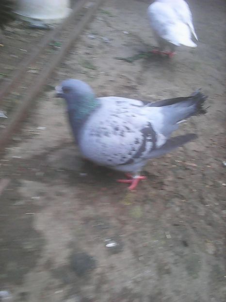 Photo0774 - Standard albastru