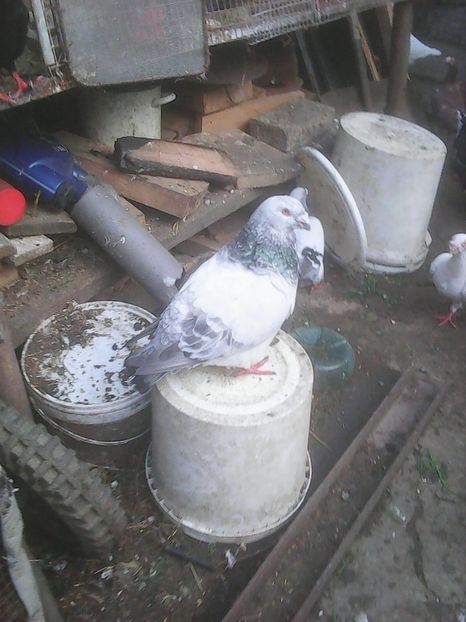 Photo0775 - Voiajori standard cuci