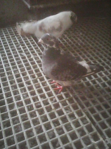 Photo0781 - Standard diverse culori