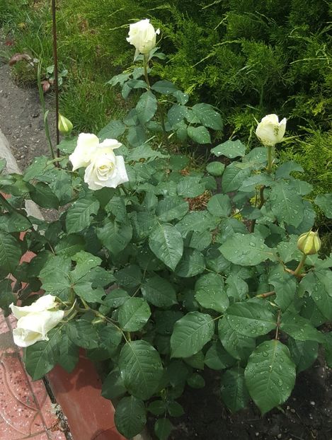 2017-05-27 13.29.52 (2) - P--GRADINA MEA