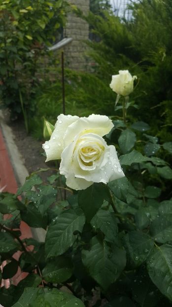 2017-05-27 13.29.58 - P--GRADINA MEA
