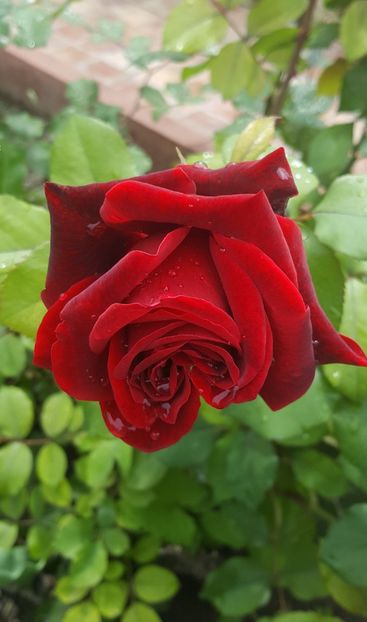 2017-05-27 13.30.42-1 - P--GRADINA MEA