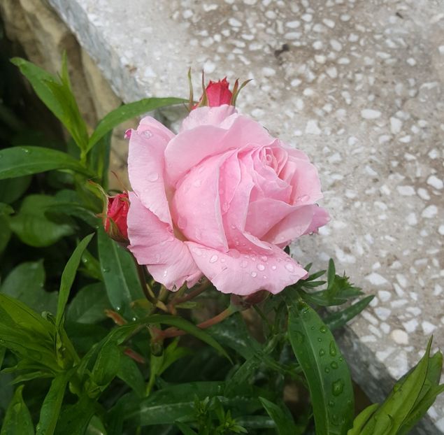 2017-05-27 13.33.13-1 - P--GRADINA MEA