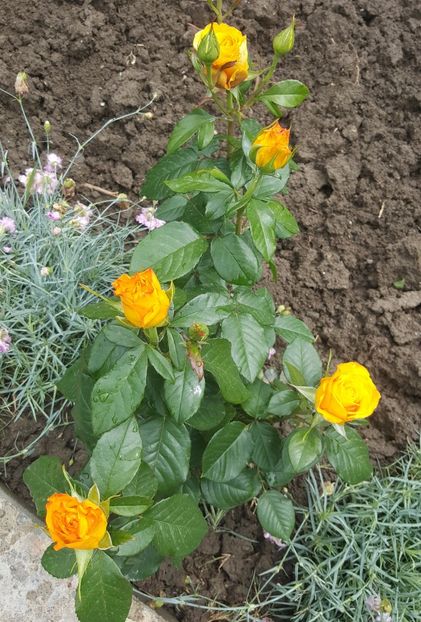 2017-05-27 13.36.27-1 - P--GRADINA MEA