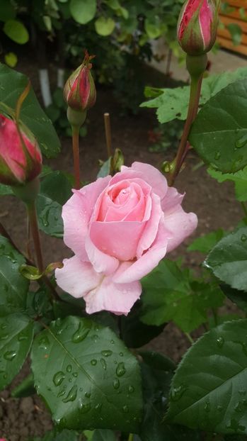 2017-05-27 13.36.45 - P--GRADINA MEA