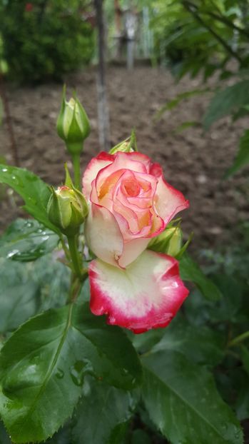 2017-05-27 13.37.26 - P--GRADINA MEA
