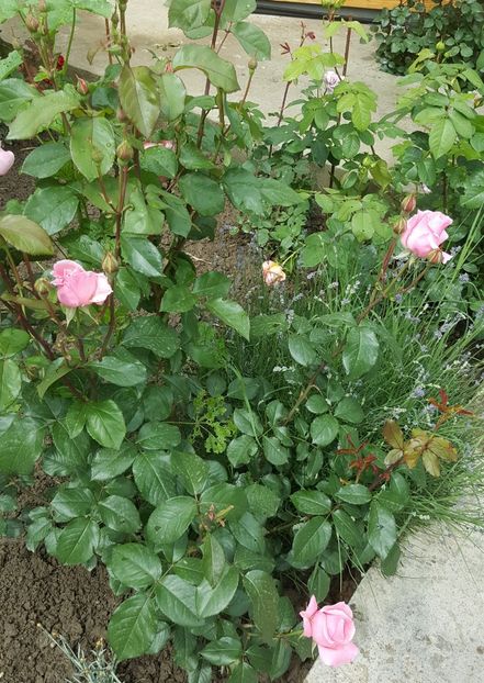 2017-05-27 14.57.34-1 - P--GRADINA MEA