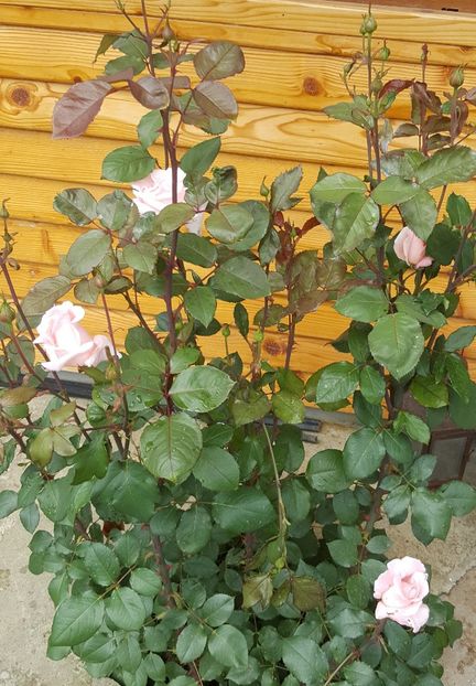 2017-05-27 14.57.46 (2) - P--GRADINA MEA