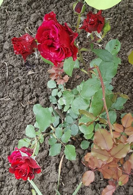 2017-05-27 14.57.52-1 (2) - P--GRADINA MEA