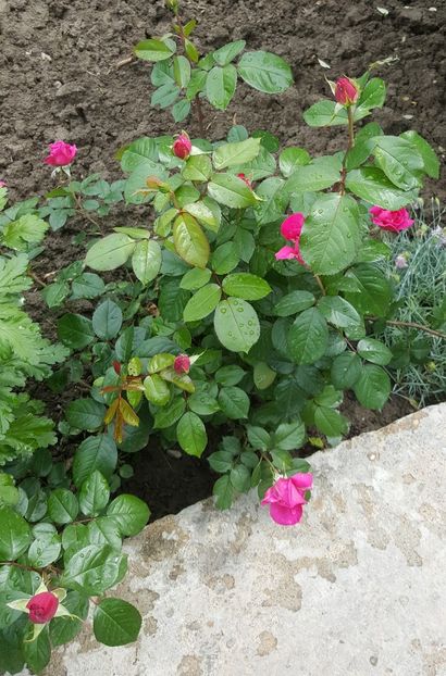 2017-05-27 14.58.10 (2) - P--GRADINA MEA