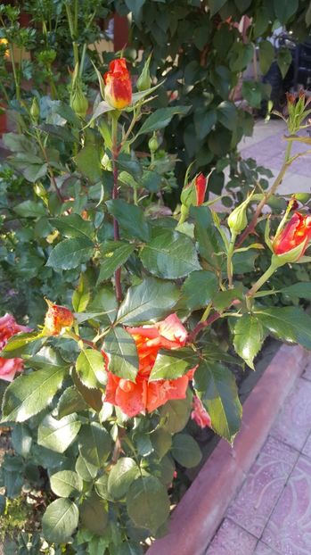 2017-05-29 18.57.28 - P--GRADINA MEA