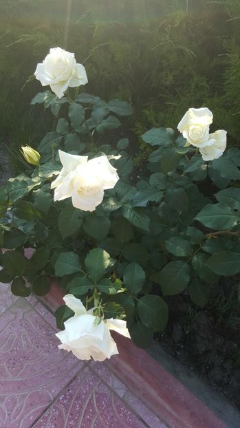 2017-05-29 18.57.50 - P--GRADINA MEA