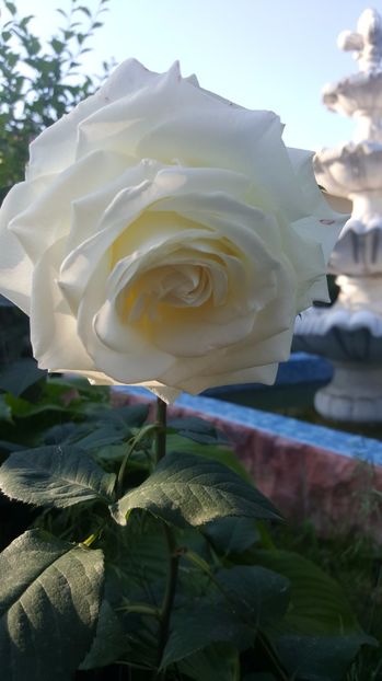 2017-05-29 18.59.17 - P--GRADINA MEA