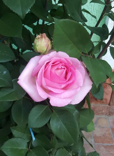 2017-05-29 19.03.28 (2) - P--GRADINA MEA