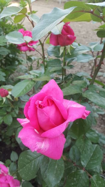 2017-05-29 19.04.21 - P--GRADINA MEA