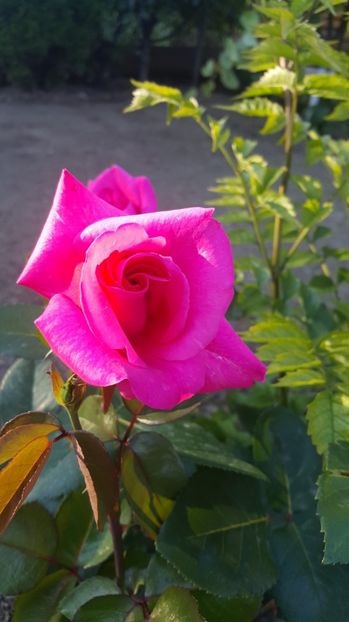 2017-05-29 19.04.39 - P--GRADINA MEA