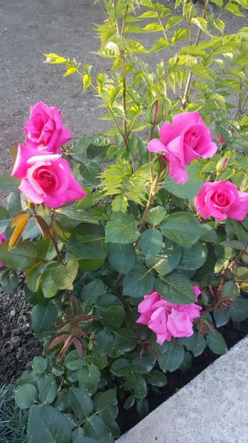 2017-05-29 19.04.47 - P--GRADINA MEA