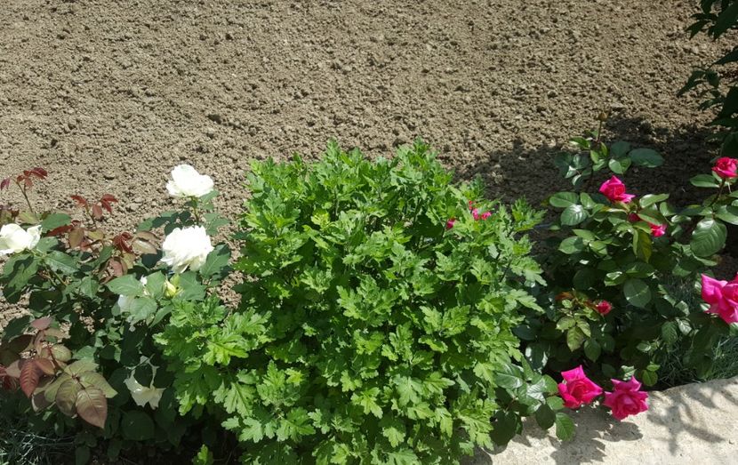 2017-05-30 14.27.08 (2) - P--GRADINA MEA