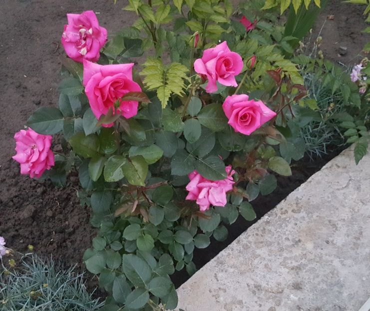 2017-05-30 21.05.11 (2) - P--GRADINA MEA