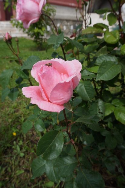  - P--GRADINA MEA