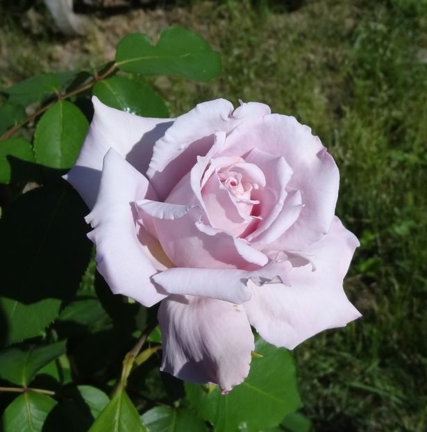  - P--GRADINA MEA