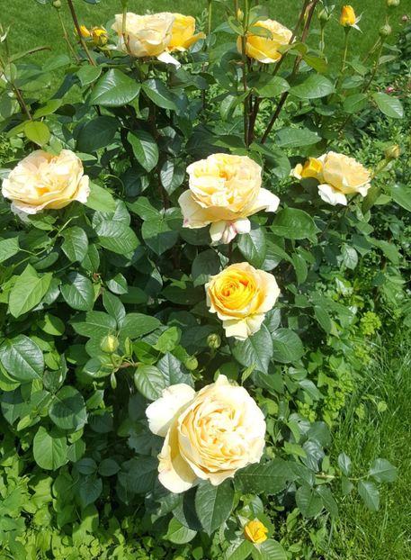 2017-05-31 12.21.10 (2) - P--GRADINA MEA