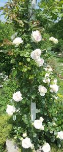 2017-05-31 12.21.19 (2) - P--GRADINA MEA