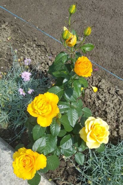 2017-05-31 15.09.59 (2) - P--GRADINA MEA