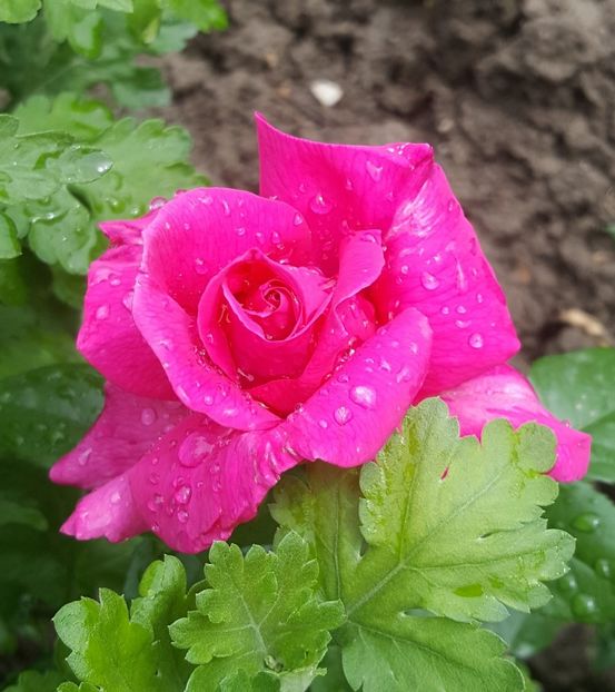 2017-05-27 13.36.08-1 (2) - P--GRADINA MEA
