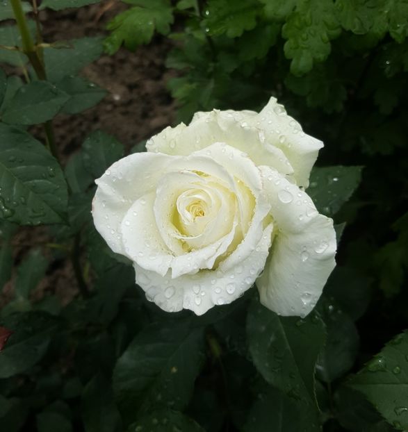 2017-05-27 13.36.19-1 - P--GRADINA MEA