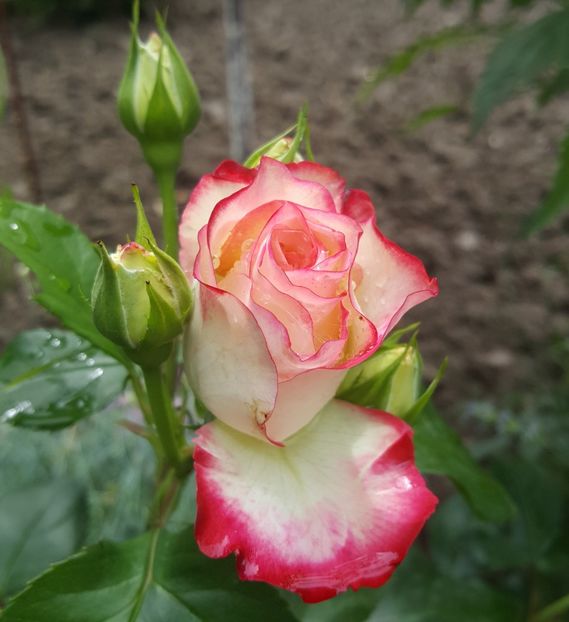  - P--GRADINA MEA
