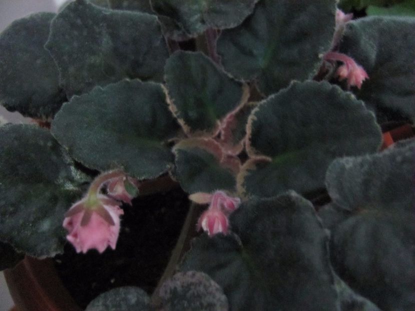  - ZZZNess Orange Pekoe Chis