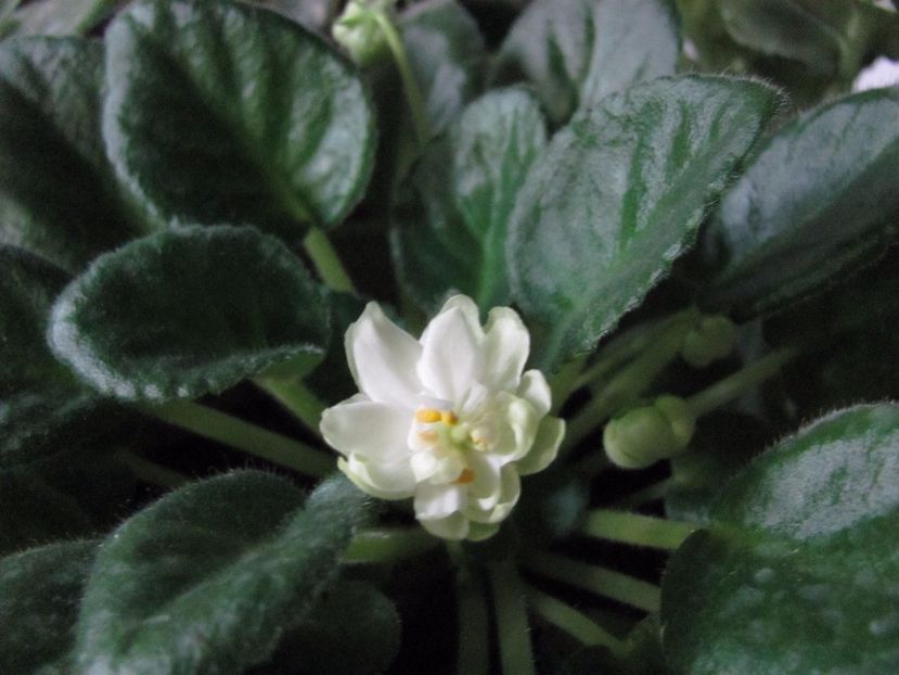  - N-Snezhnyi Georgin