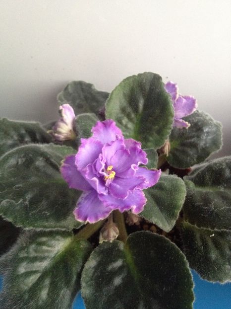 image - violete