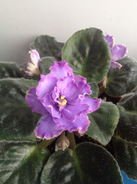 image - violete