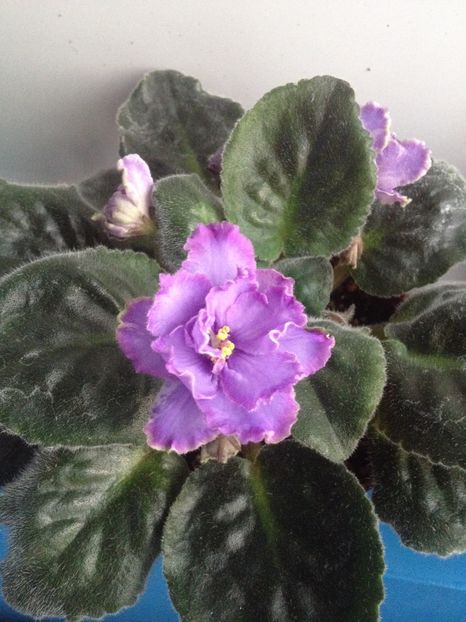 image - violete